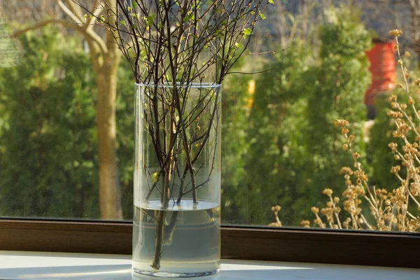 Велика Скляна Ваза Гілками Рослини Підвіконні Кімнаті — стокове фото