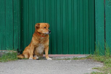 kahverengi köpek sokakta çityeşil duvara oturur