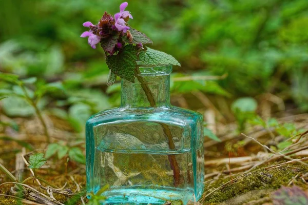 Een Kleine Glazen Fles Met Een Wilde Bloem Staat Grond — Stockfoto
