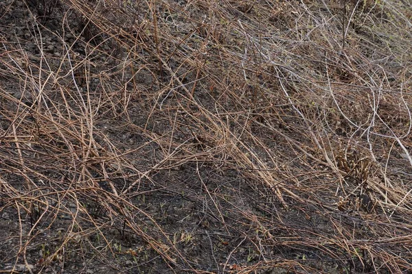 Texture Végétale Naturelle Partir Branches Brunes Sèches Sur Sol Brûlé — Photo