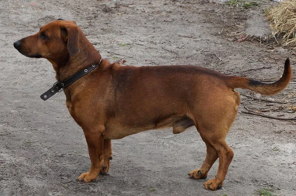 Bruine Teckel Hond Staat Grijze Grond Buiten — Stockfoto