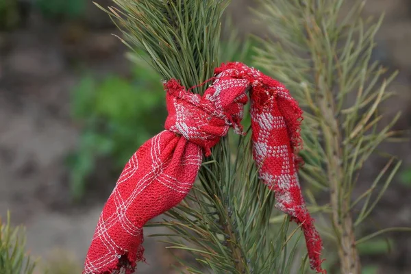 Morceau Tissu Rouge Sur Une Branche Pin Vert Pin Dans — Photo