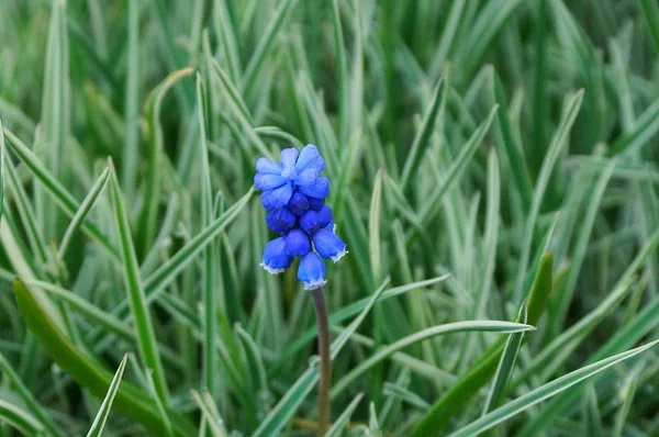 Uma Pequena Flor Com Botão Azul Entre Grama Verde — Fotografia de Stock