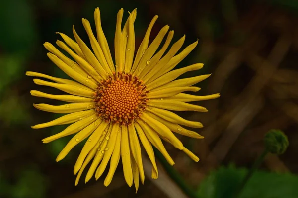 Pequena Flor Amarela Com Gotas Orvalho Pétalas — Fotografia de Stock