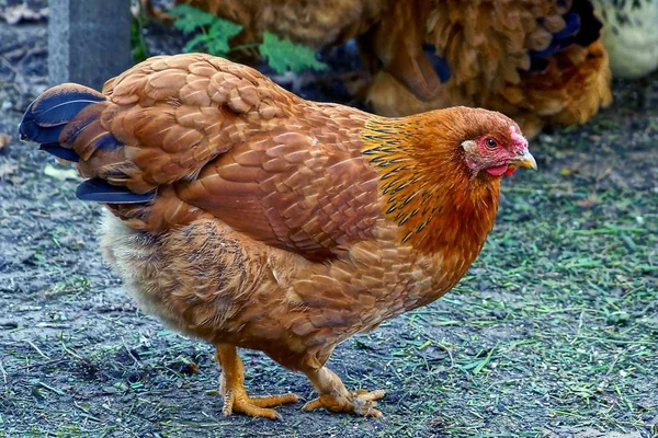 Большая Коричневая Курица Улице Курятнике — стоковое фото