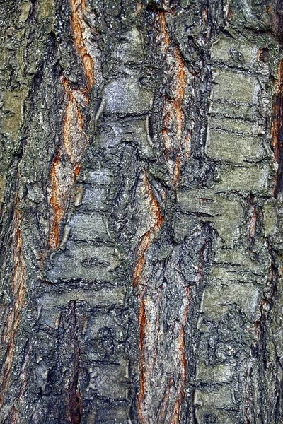 Textur Aus Trockener Rinde Eines Baumes — Stockfoto