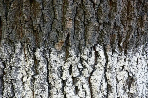 Texture Grise Blanche Une Écorce Grand Arbre — Photo