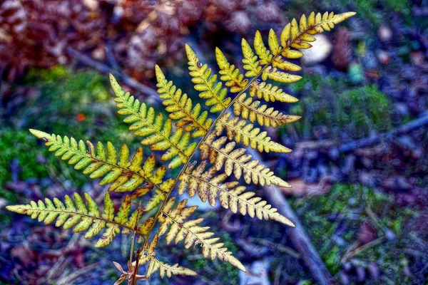 Gelb Grüner Farn Herbstwald — Stockfoto
