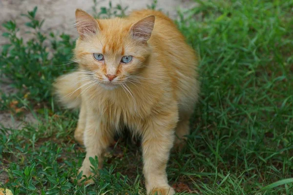 Red Haired Cat Stands Green Grass — Stock Photo, Image