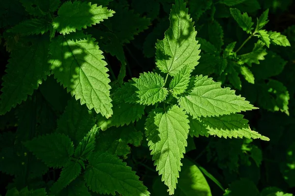 Texture Verte Naturelle Feuille Ortie — Photo