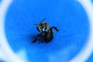 yuvarlak bir loupe mavi bir masa üzerinde küçük bir ölü arı büyütür