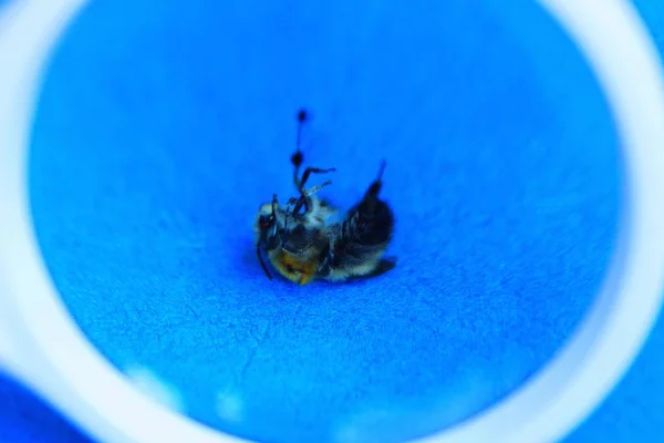 Στρογγυλός Μεγεθυντικός Φακός Αυξάνει Νεκρή Μέλισσα Στο Μπλε Τραπέζι — Φωτογραφία Αρχείου