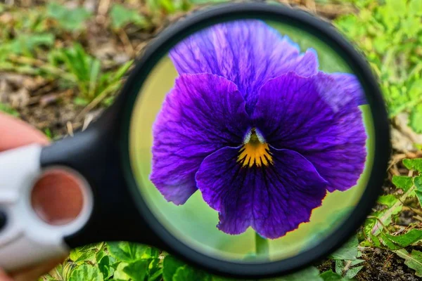 Uma Lupa Preta Amplia Botão Uma Flor Colorida Jardim — Fotografia de Stock