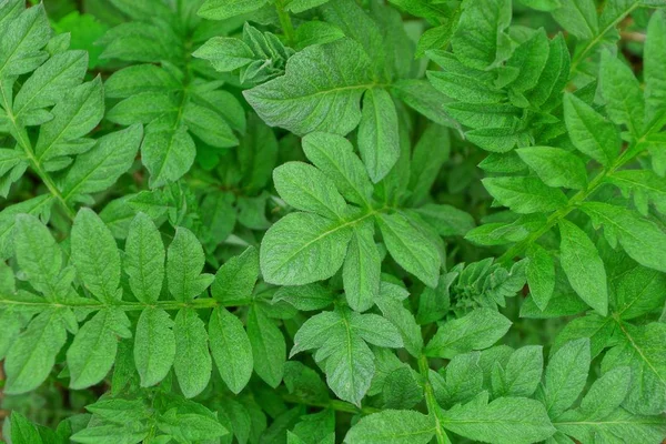 Sfondo Vegetale Verde Naturale Una Varietà Foglie Piante Natura — Foto Stock