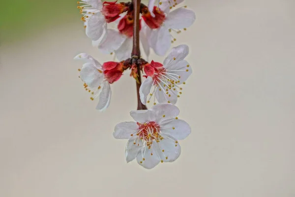 White Small Flowers Brown Apricot Tree Branch — Stock Photo, Image