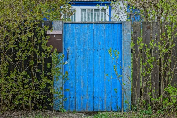 Дерев Яний Паркан Закриті Сині Двері Вирощені Зеленою Рослинністю — стокове фото