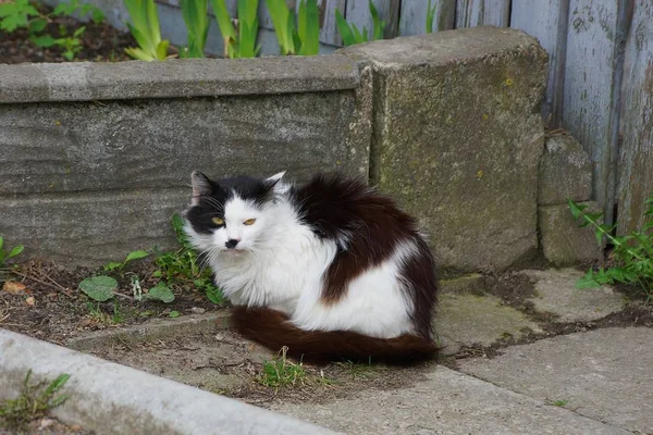 Gato Manchado Sienta Pavimento Cerca Pared — Foto de Stock