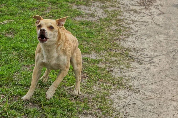 棕色的狗攻击和沿着道路和绿草运行 — 图库照片