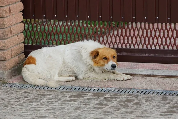Cão Manchado Deitado Uma Calçada Cinza Parede Marrom — Fotografia de Stock