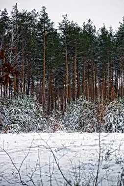 Ormanda beyaz kar altında yeşil pines