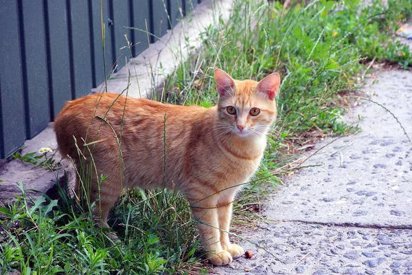 Domowy Kociak Stoi Zielonej Trawie Ulicy — Zdjęcie stockowe