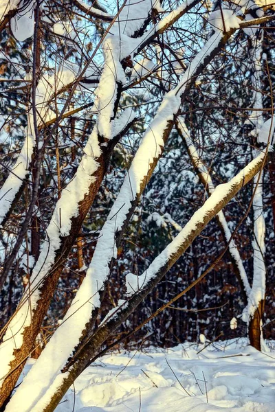 小枝と白い雪と森の木 — ストック写真