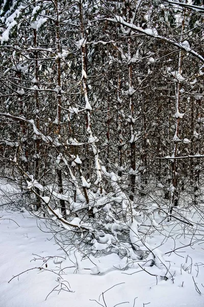 小枝と白い雪と森の木 — ストック写真