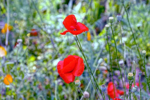 Röd Blommande Vallmo Grön Äng — Stockfoto