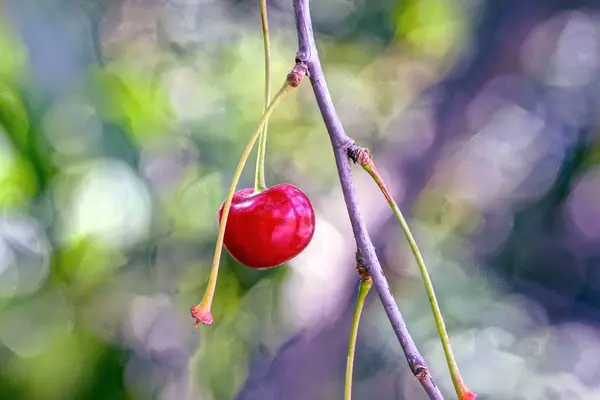 Cerise Berri Mûre Sur Une Branche Arbre — Photo