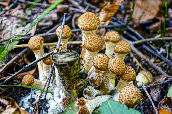 Pile Champignons Frais Près Une Branche Arbre Dans Forêt — Photo