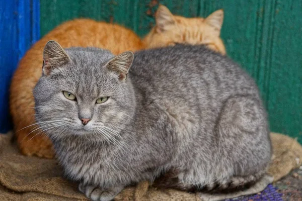 Dwa Piękne Koty Siedzą Drewnianej Ścianie Domu — Zdjęcie stockowe