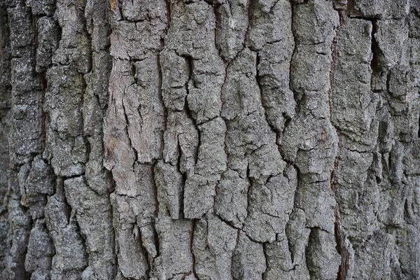 Büyük Bir Eski Meşe Ağacının Kurutulmuş Kabuğundan Gri Doku — Stok fotoğraf