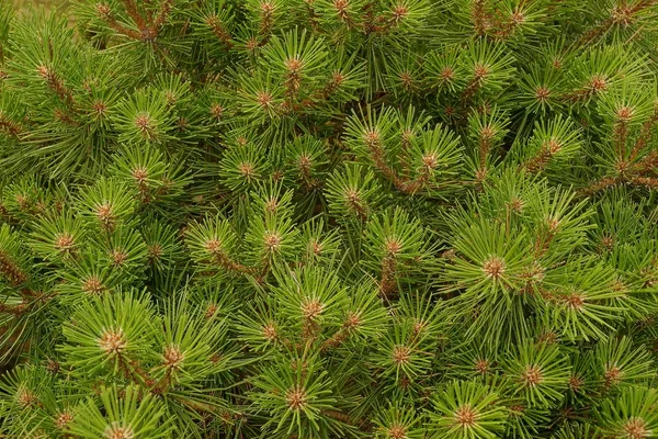 Textur Små Gröna Barrträd Grenar — Stockfoto