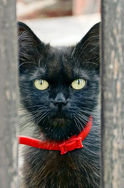 Piccolo Gatto Nero Bello Guardando Attraverso Una Recinzione Legno — Foto Stock