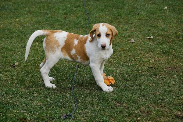 Mały Wypryskany Pies Zielonym Trawniku Zewnątrz — Zdjęcie stockowe