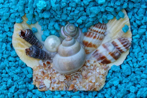 Cáscaras Pequeñas Una Perla Piedras Pequeñas Azules — Foto de Stock