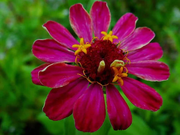 緑の背景に赤の花の芽 — ストック写真