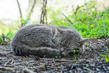 büyük bir gri kedi yalan ve sokakta yeşil çim arasında yerde uyur