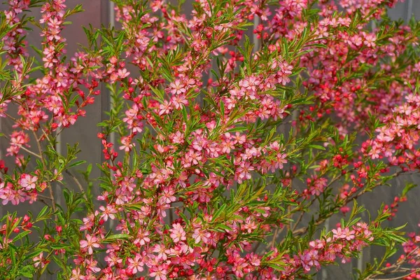 緑の葉を持つ枝に小さな赤い花の自然な植物のテクスチャ — ストック写真