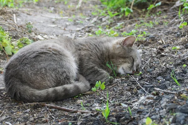 Duży Szary Kot Leży Śpi Ziemi Wśród Zielonej Trawy — Zdjęcie stockowe