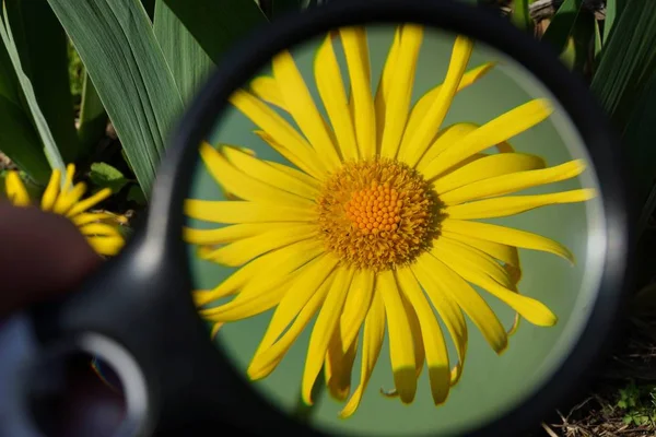 Svart Förstoringsglas Ökar Knoppen Gul Blomma — Stockfoto