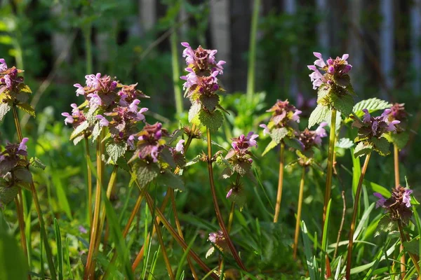 緑の葉と草の間の小さな野生のライラックの花の列 — ストック写真