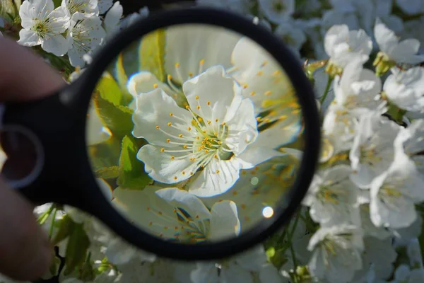 Förstoringsglaset Ökar Vita Blommor Äppelträd Gren — Stockfoto
