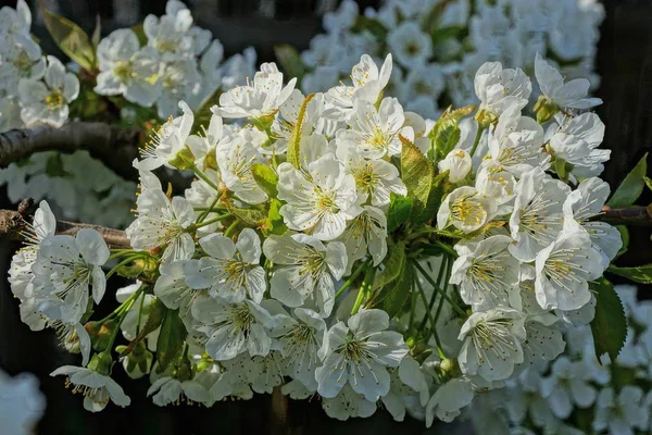 Small White Flowers Apple Tree Branch Garden — Stock Photo, Image