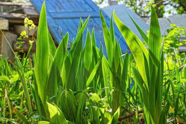 a row of long green leaves of an iris in the sunlight in the garden