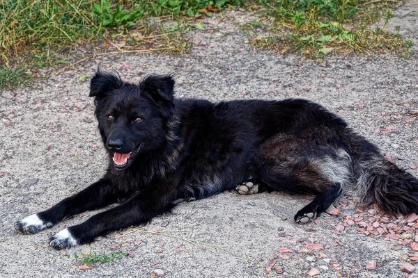 Gran Perro Negro Yace Suelo Cerca Hierba — Foto de Stock