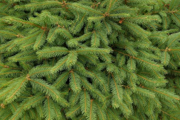 Małych Drzew Iglastych Zielony Świerk Oddziałów Lesie — Zdjęcie stockowe