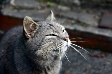 Yeşil gözlü büyük ve güzel gri bir kedinin başı