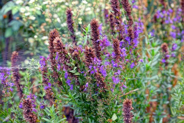 クモの巣の緑の茎に長い装飾的な花 — ストック写真