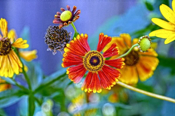 Große Knospe Einer Roten Blume Sommergarten — Stockfoto